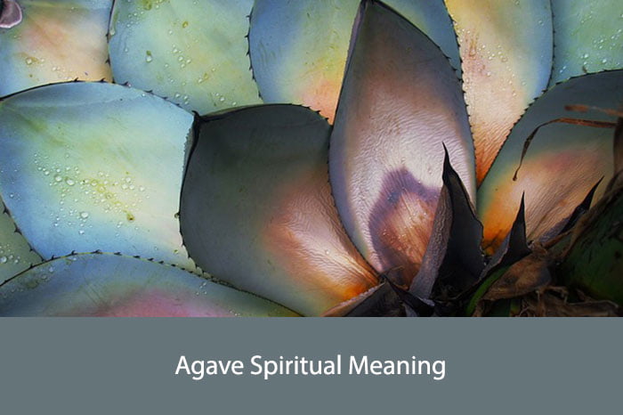 Agave Spiritual Meaning