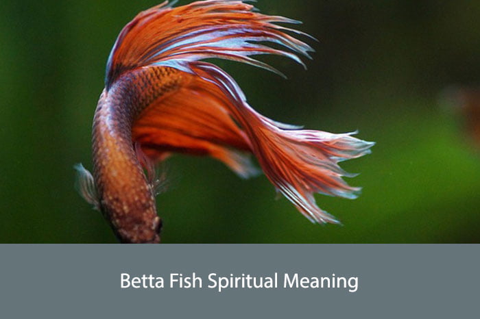 Betta Fish Spiritual Meaning