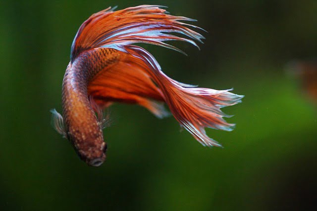 Betta Fish Spiritual Meaning