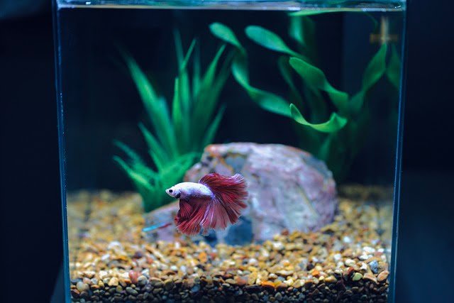 Betta Fish Spiritual Meaning