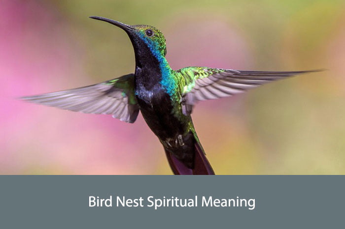 Bird Nest Spiritual Meaning