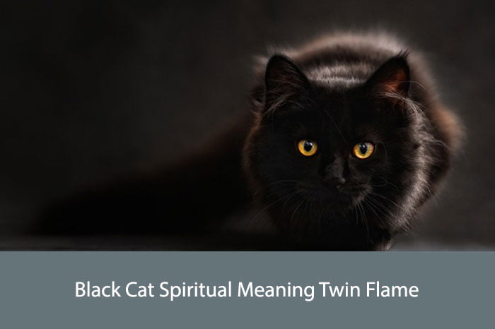 Black Cat Spiritual Meaning Twin Flame