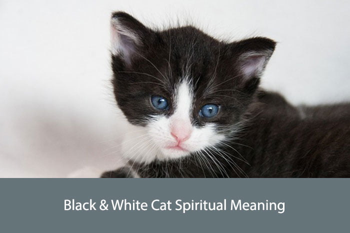 Black & White Cat Spiritual Meaning