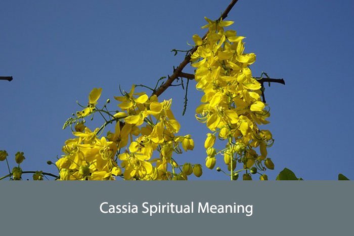 Cassia Spiritual Meaning