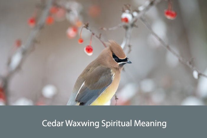 Cedar Waxwing Spiritual Meaning