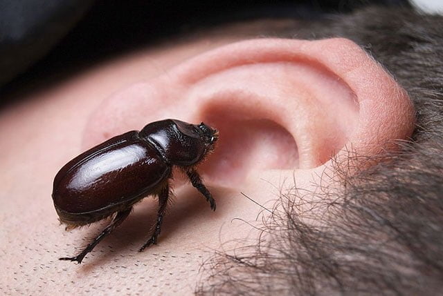 Bug in Ear Spiritual Meaning