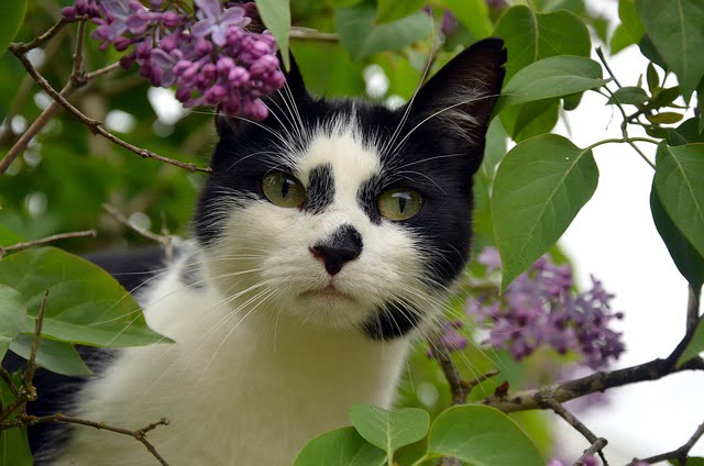 Black & White Cat Spiritual Meaning