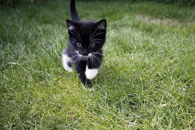 Black & White Cat Spiritual Meaning