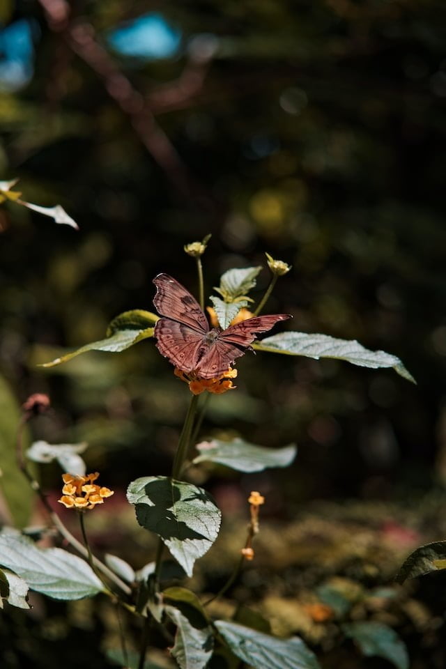 Butterfly With Broken Wing Spiritual Meaning