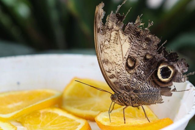 Butterfly With Broken Wing Spiritual Meaning