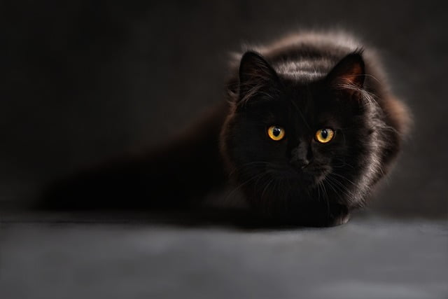 Black Cat Spiritual Meaning Twin Flame