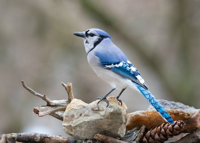 Blue Cardinal Bird Spiritual Meaning