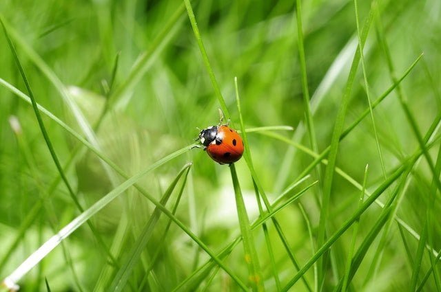 Bug in Ear Spiritual Meaning