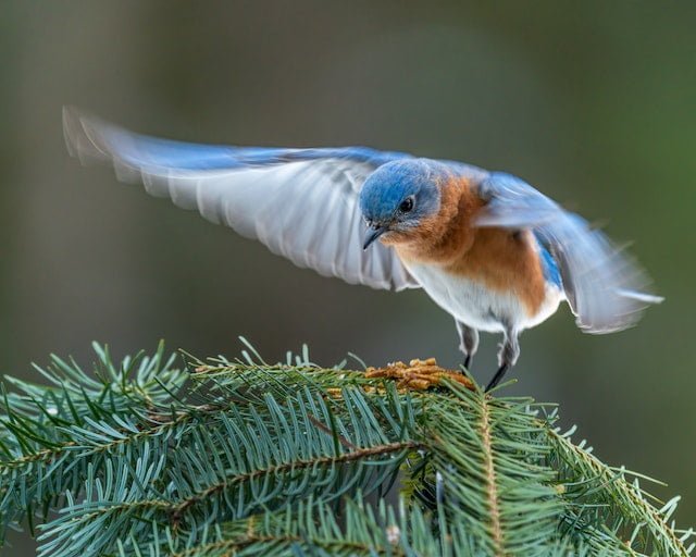 Blue Cardinal Bird Spiritual Meaning