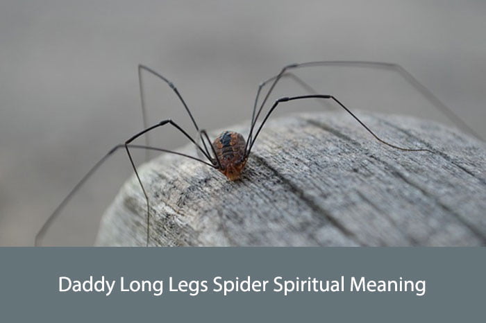 Daddy Long Legs Spider Spiritual Meaning