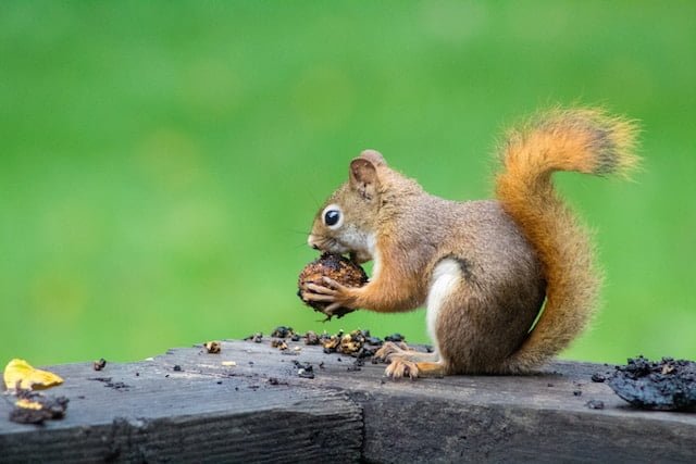 Dead Squirrel in Yard Spiritual Meaning