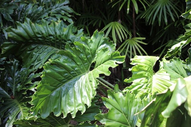 Elephant Ear Plant Spiritual Meaning