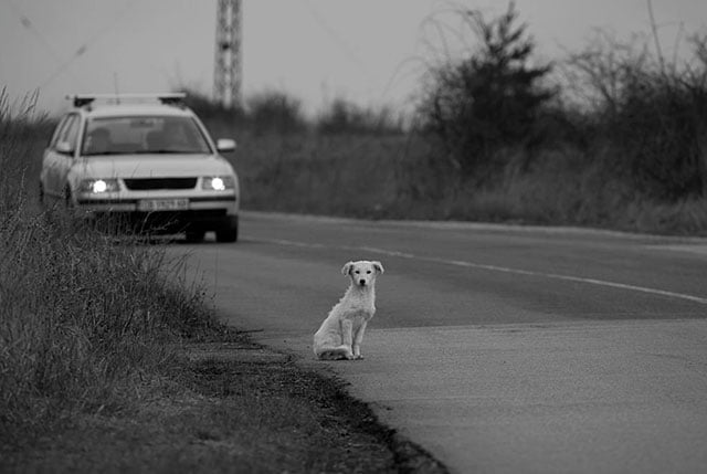 Dog Hit by Car Spiritual Meaning: Exploring the Symbolism