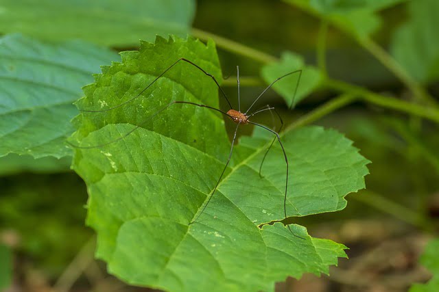 Daddy Long Legs Spider Spiritual Meaning