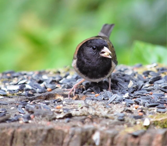 Dark Eyed Junco Spiritual Meaning