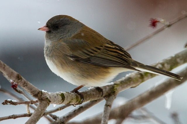 Dark Eyed Junco Spiritual Meaning