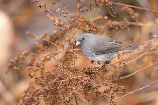 Dark Eyed Junco Spiritual Meaning