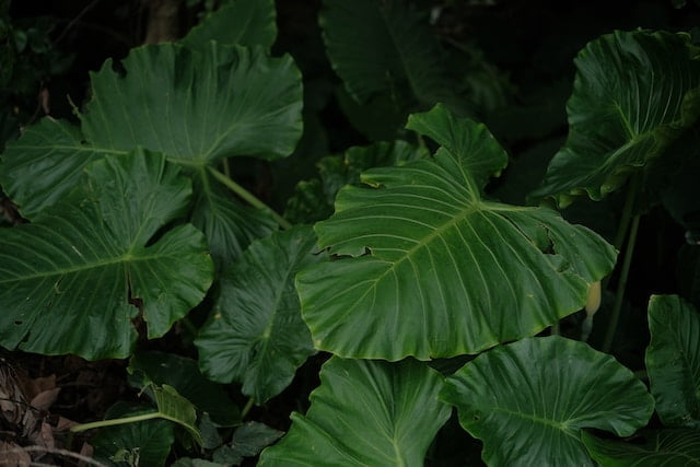 Elephant Ear Plant Spiritual Meaning