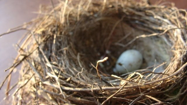 Finding a Bird Nest on the Ground Spiritual Meaning