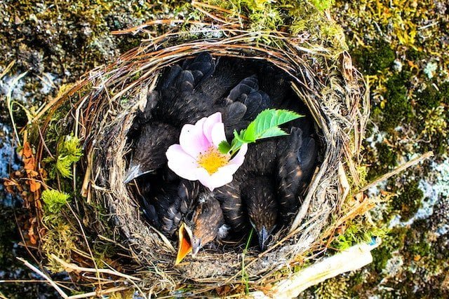 Finding a Bird Nest on the Ground Spiritual Meaning