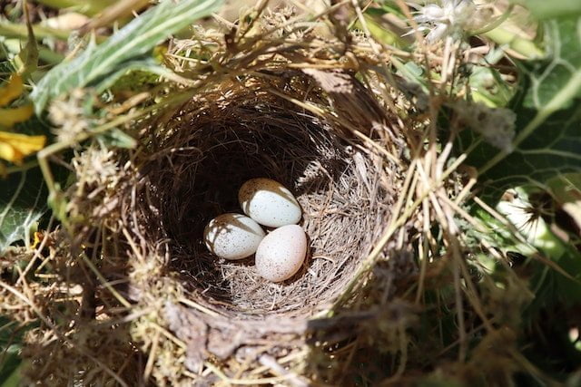 Finding a Bird Nest on the Ground Spiritual Meaning