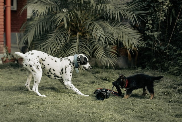 Dalmatian Dog Spiritual Meaning