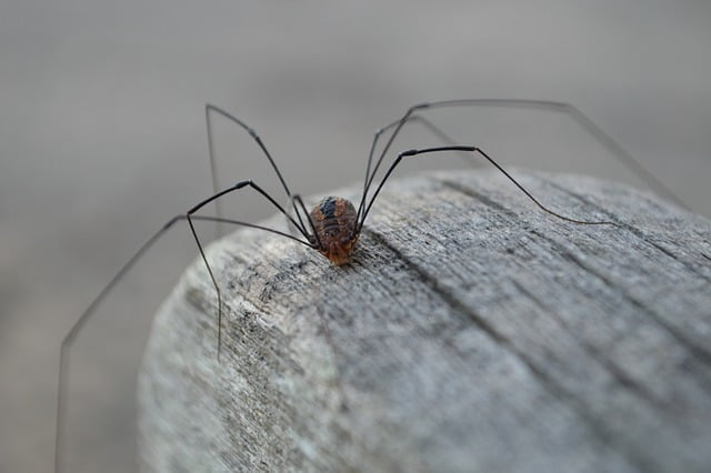 Daddy Long Legs Spider Spiritual Meaning