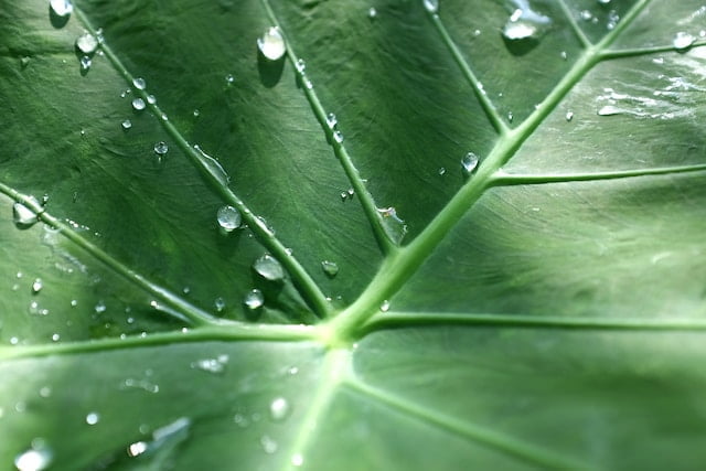 Elephant Ear Plant Spiritual Meaning