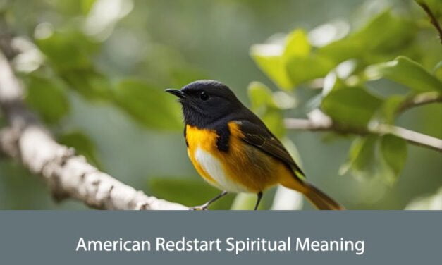 American Redstart Spiritual Meaning