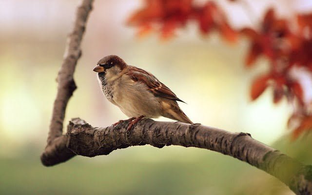 Finding A Bird Nest Spiritual Meaning