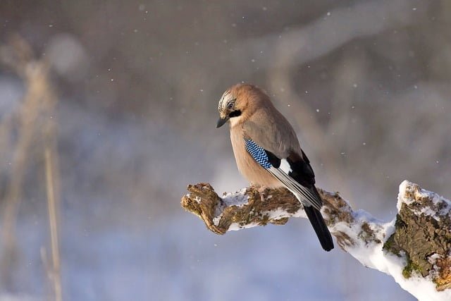 Finding A Bird Nest Spiritual Meaning