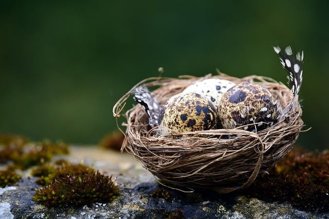 Finding A Bird Nest Spiritual Meaning