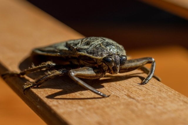 Giant Water Bug Spiritual Meaning