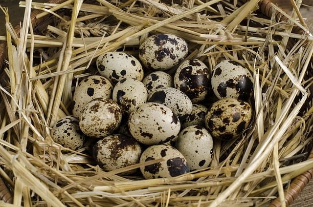 Finding A Broken Bird Egg Spiritual Meaning