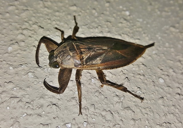 Giant Water Bug Spiritual Meaning