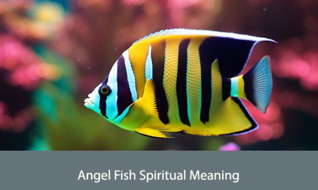 Angel Fish Spiritual Meaning