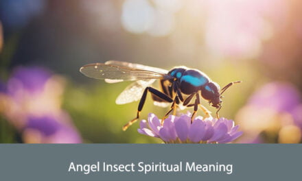 Angel Insect Spiritual Meaning